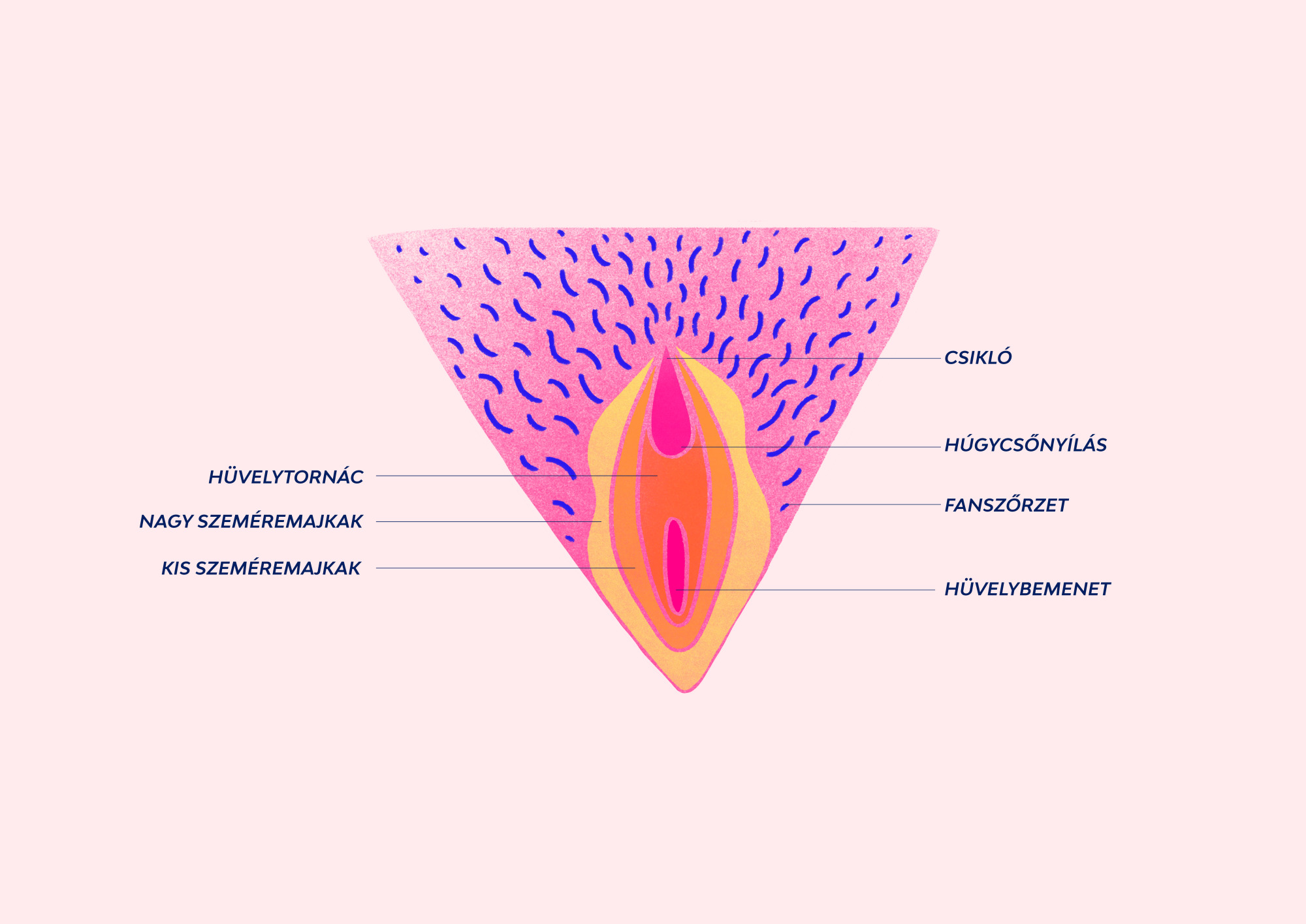 Felcímkézett intimzóna-diagram.